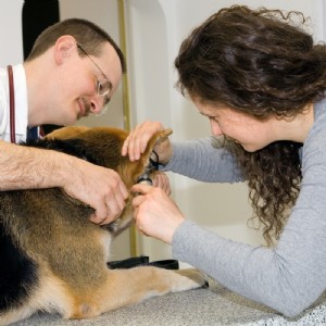 Dr. Pagl untersucht Hundeohr