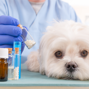 kleiner weißer Hund beim TIerarzt