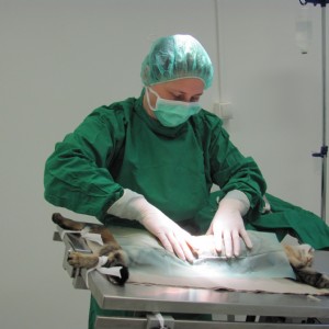 Frau Dr. Pagl bei einer Operation