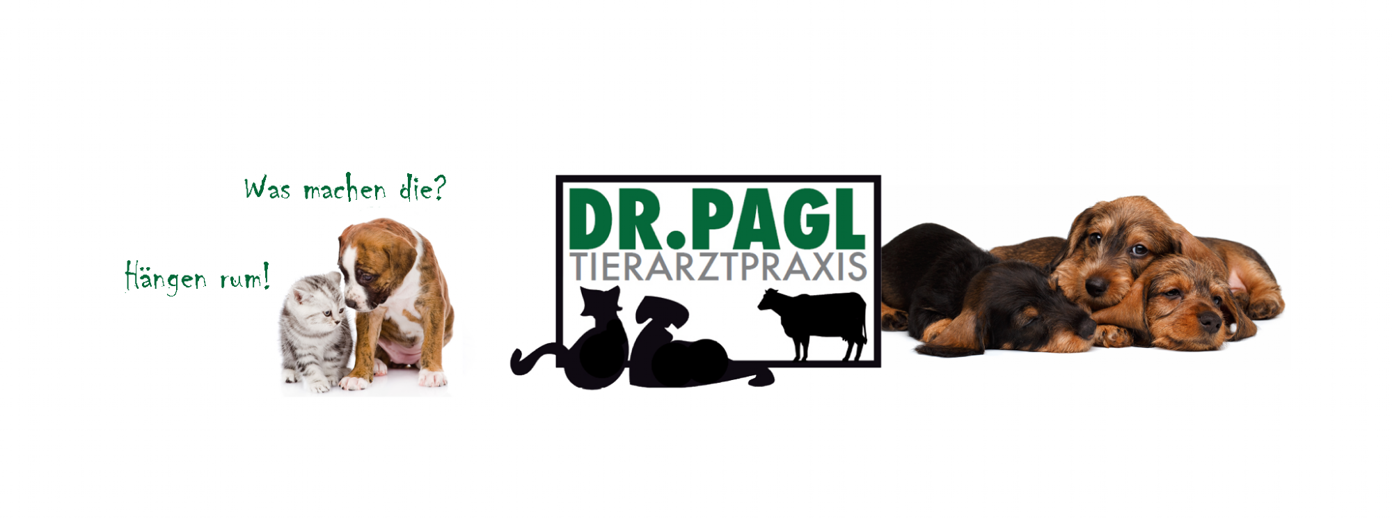 Hund, Katze und Hundewelpen