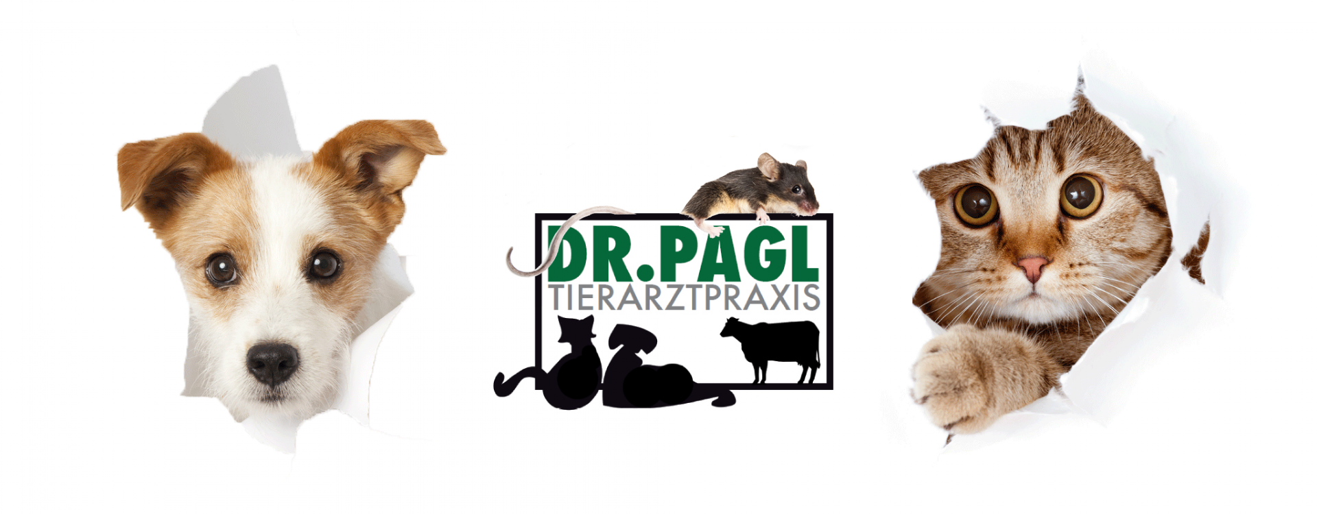 Hund und Katze
